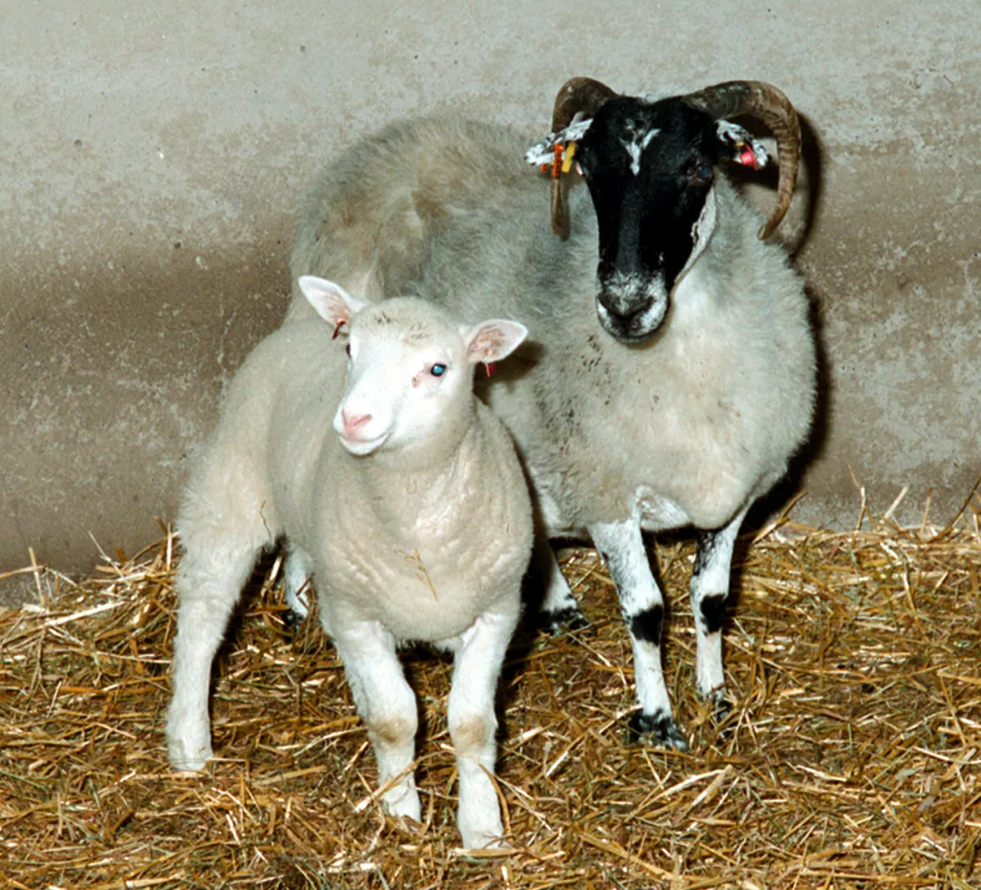 Dolly as a lamb with her Scottish Blackface surrogate mother